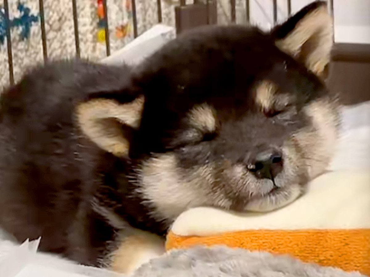 店員さんに『大人しい子です』と言われた赤ちゃん犬を飼った結果…まさかの『猫を被っていた様子』が185万再生「荒ぶりｗｗ」「元気が一番」