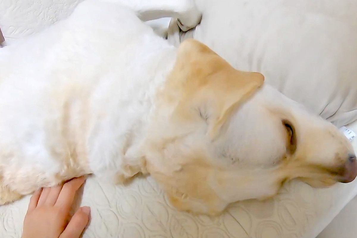ママを無視する大型犬→仕方ないので『一人でお散歩行こうかな』と呟いたら…まさかの『態度の豹変』に「反応しすぎてて草」「理解してて賢い」の声