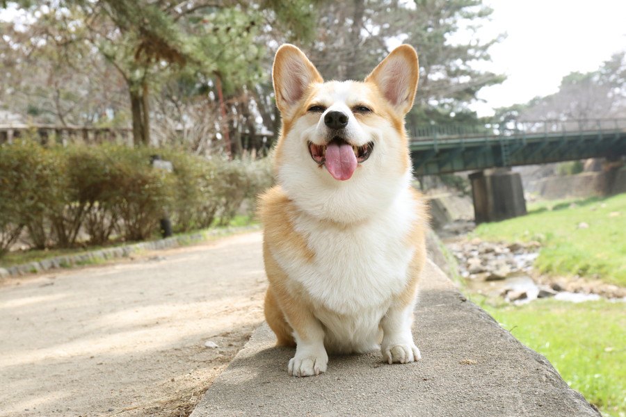 愛犬の行動でヒヤヒヤすること３つ