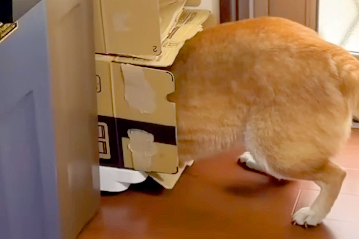 『絶対にお風呂には入らない』と駄々をこねまくる柴犬…まさかの『拒否の仕方』が95万再生「察知能力高すぎｗｗ」「世話が焼けるほど可愛い」
