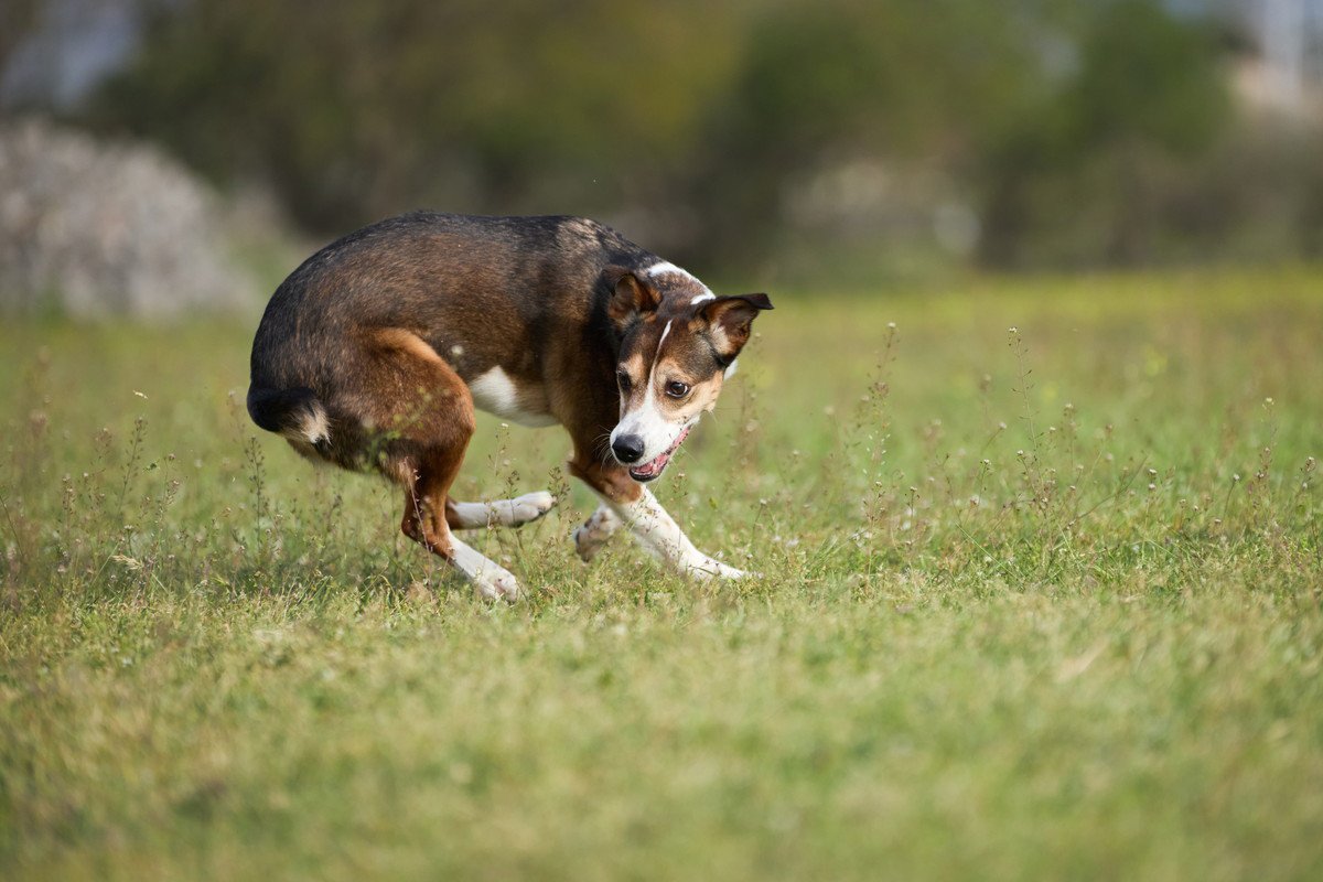 犬が『グルグル回ってしまう』心理5選　主な理由や考えられる病気まで