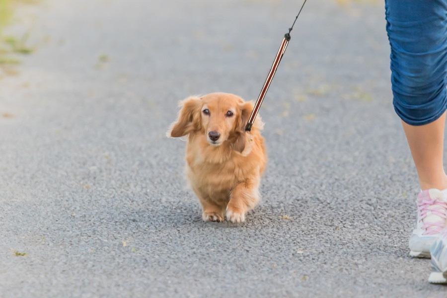 犬のしつけが下手な人の共通点４つ