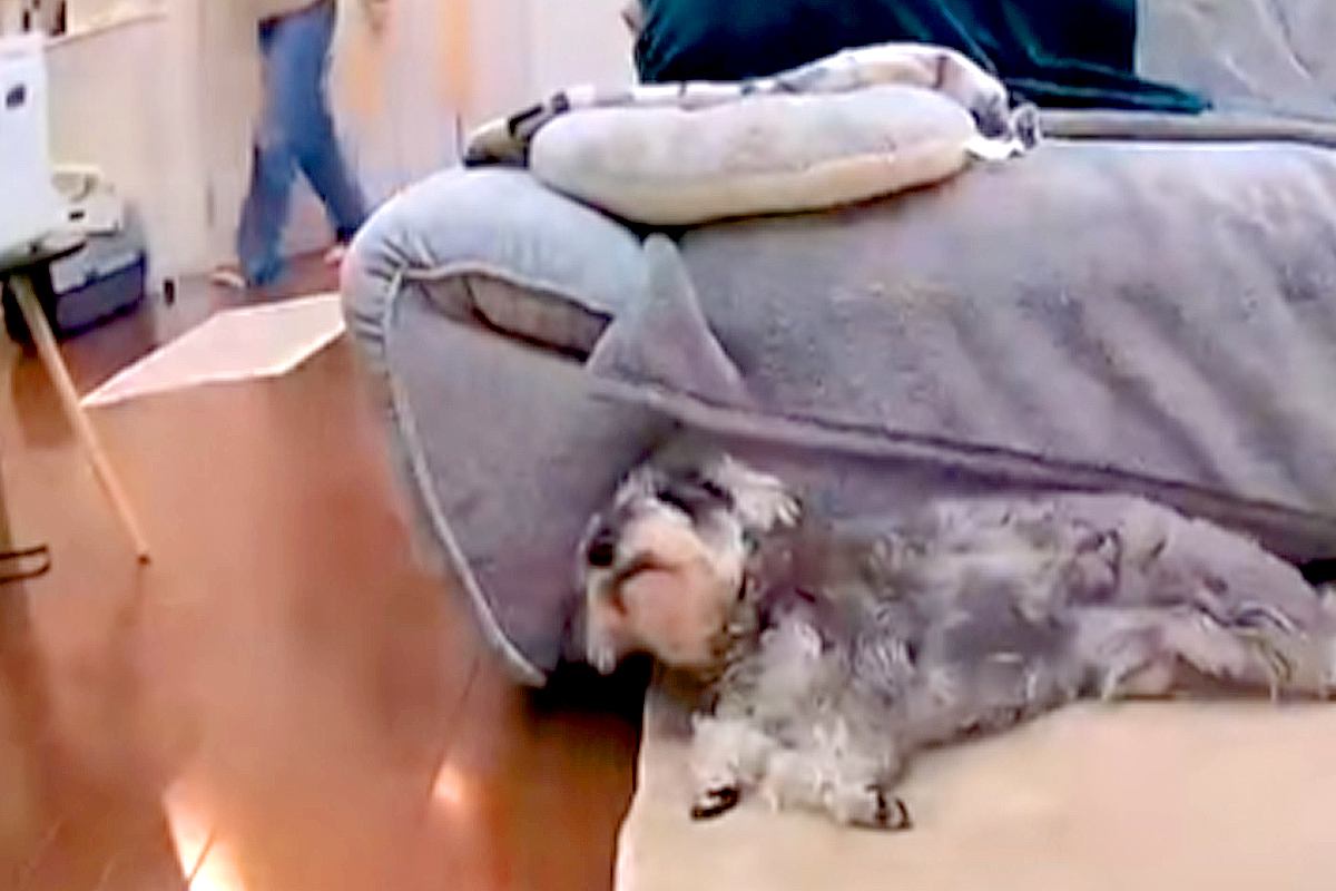 おしっこを盛大に失敗した犬→『ママに怒られてしまう』と察して…人間の子どものような光景56万再生「覗くの可愛すぎて」「絶対わかってるｗ」