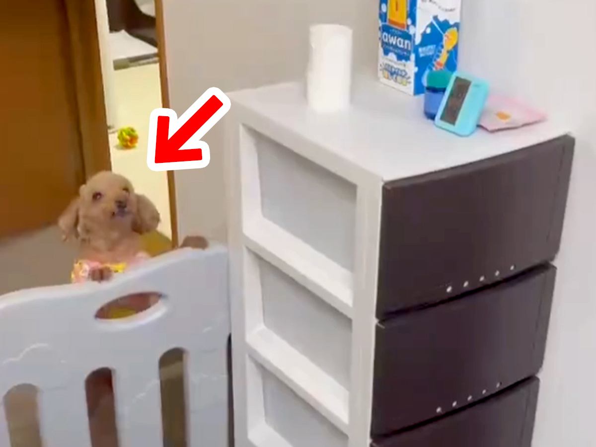 閉めたはずの棚→なぜか毎回開いていると思ったら…犬がしていた『想定外すぎる行動』が138万再生「人間には思いつかない経路ｗ」「隠し扉」