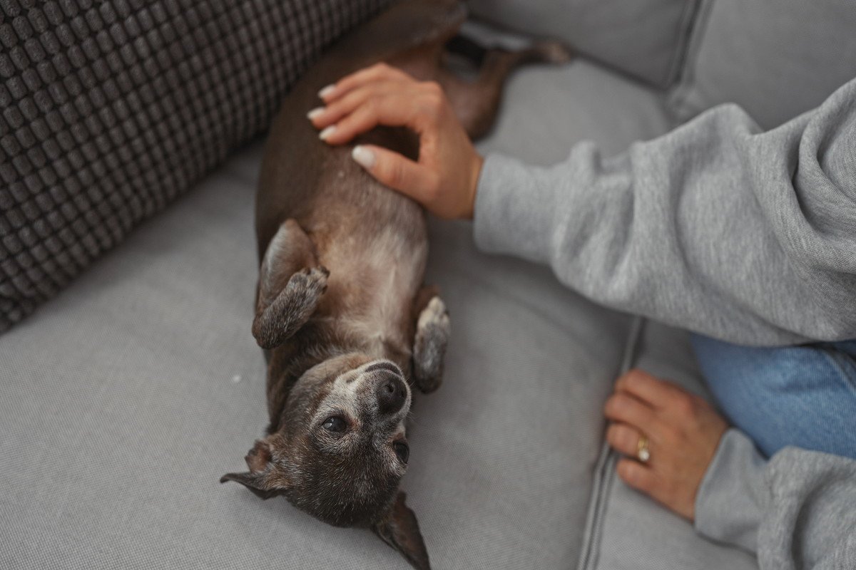 シニア犬が『だんだん甘えてくるようになる』理由3つ　飼い主が心がけたい寄り添い方やケア方法を解説