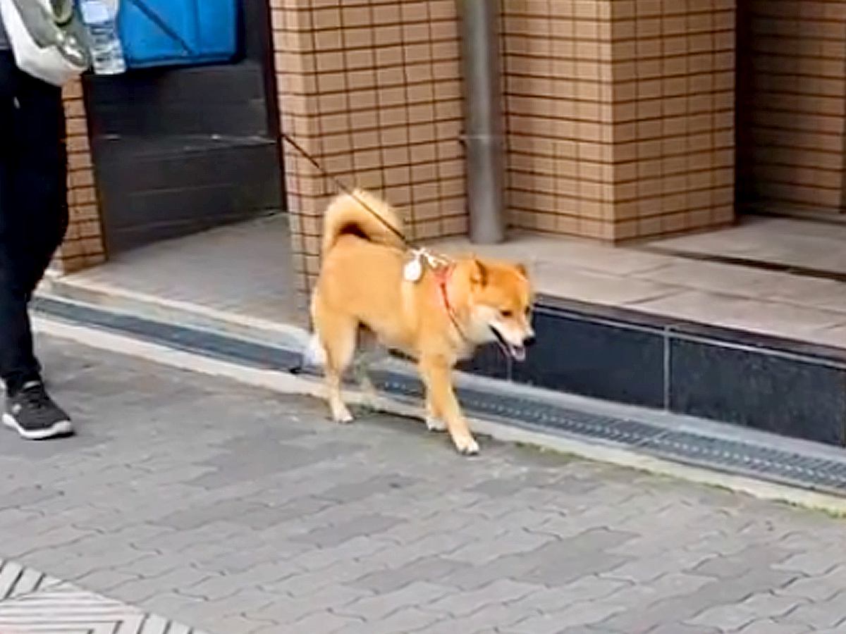 外を歩いていたら、散歩中の愛犬と偶然鉢合わせして…気付いた瞬間の『100点満点なリアクション』が90万再生「顔ｗ」「二度見してて草」
