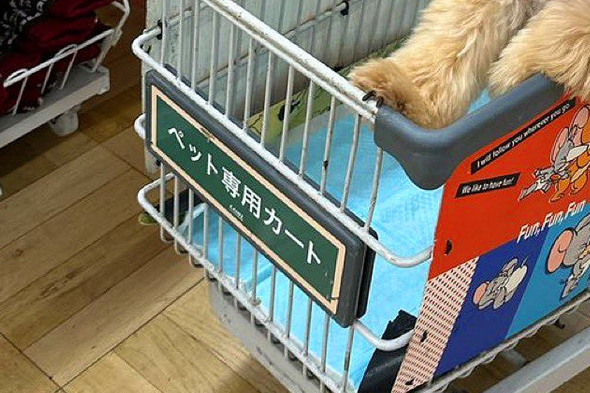 カインズで『ペット専用カート』があったので、犬を乗せた結果…まさかの『カッコよすぎる光景』に1万いいね「イケイケで草」「高級車に見える」