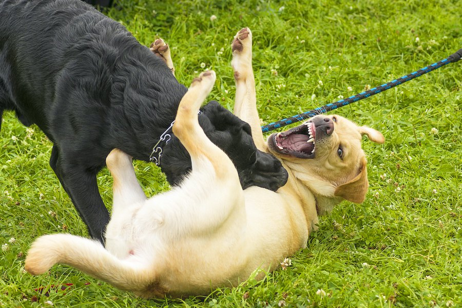 犬同士が喧嘩をしている時のNG行為2選！やってはいけない止め方とは？