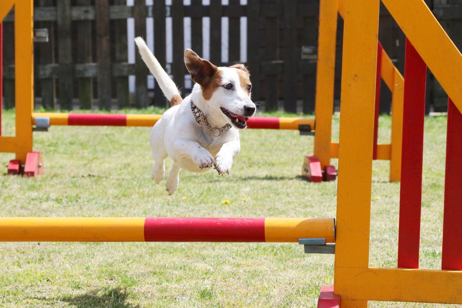 犬が持っている『驚きの能力』5選！人との違いやその役割について解説