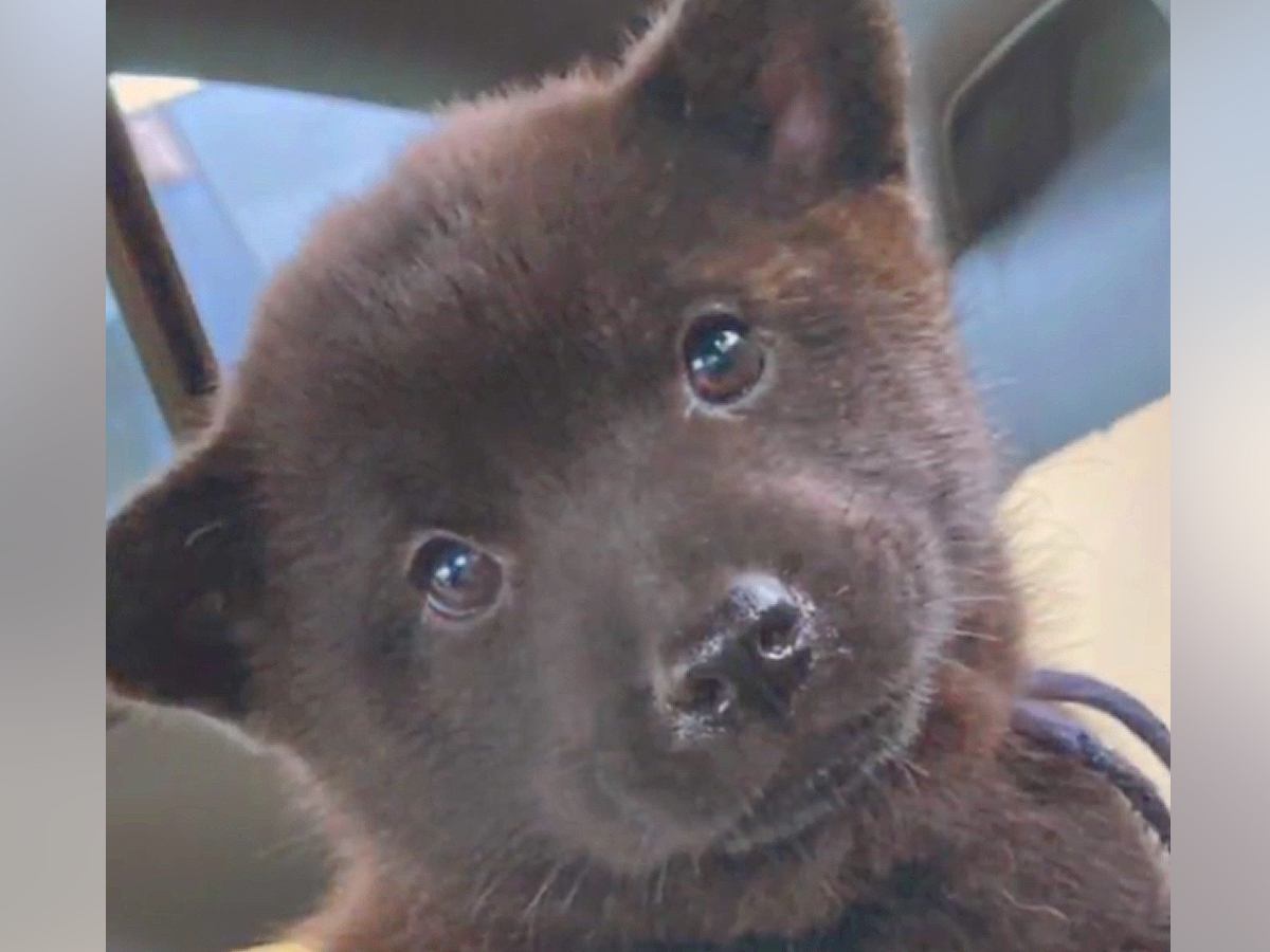 狩猟犬の赤ちゃんを飼って『カッコよく育つ』かと思いきや…数年後→まさかの成長が53万再生「天性のベビーフェイス」「可愛いすぎか？」