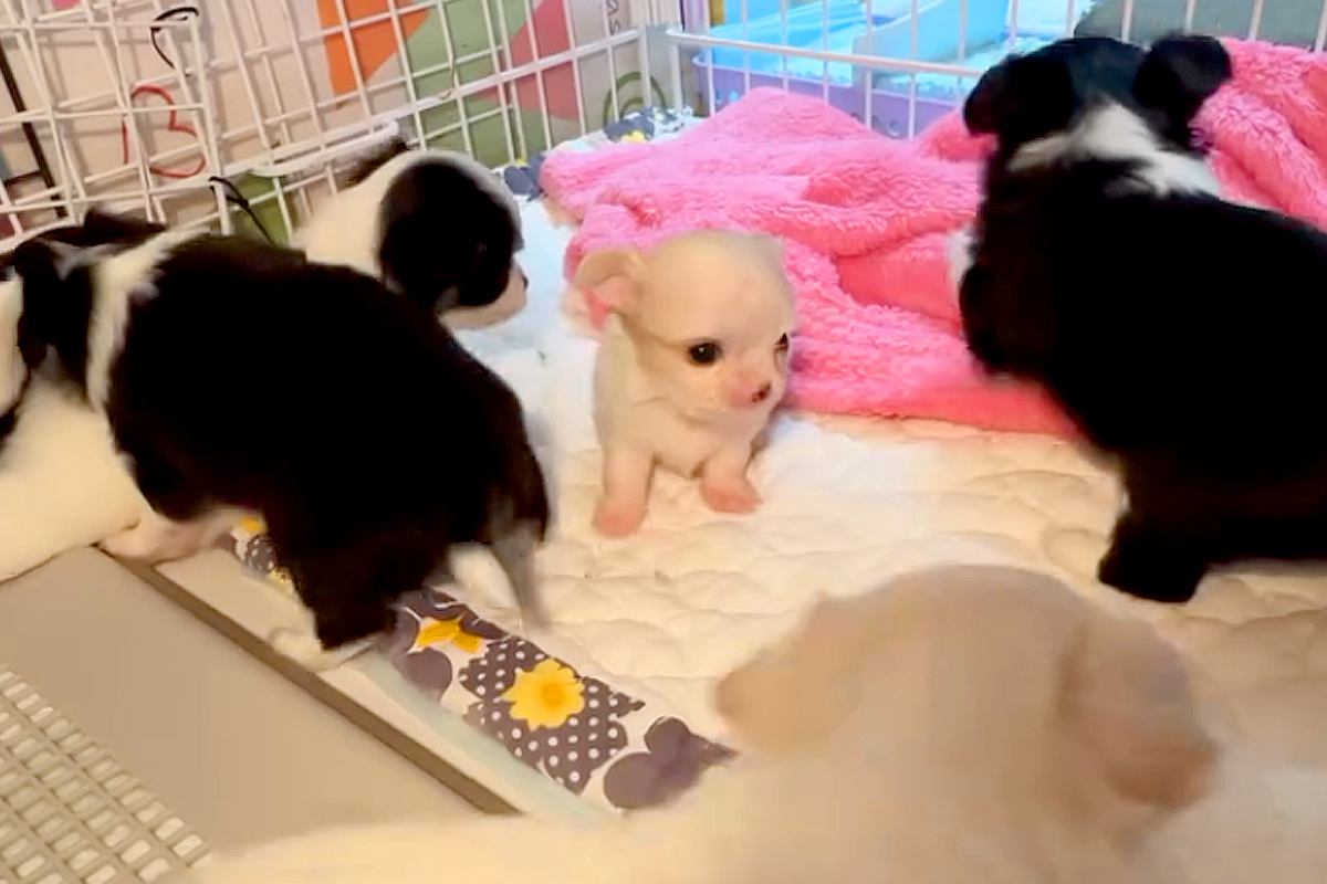 極小の赤ちゃん犬→他のワンコと『どう遊んだらいいか』がわからずに…応援したくなる『愛おしすぎる表情』に反響「ゆっくり大きくなろう」