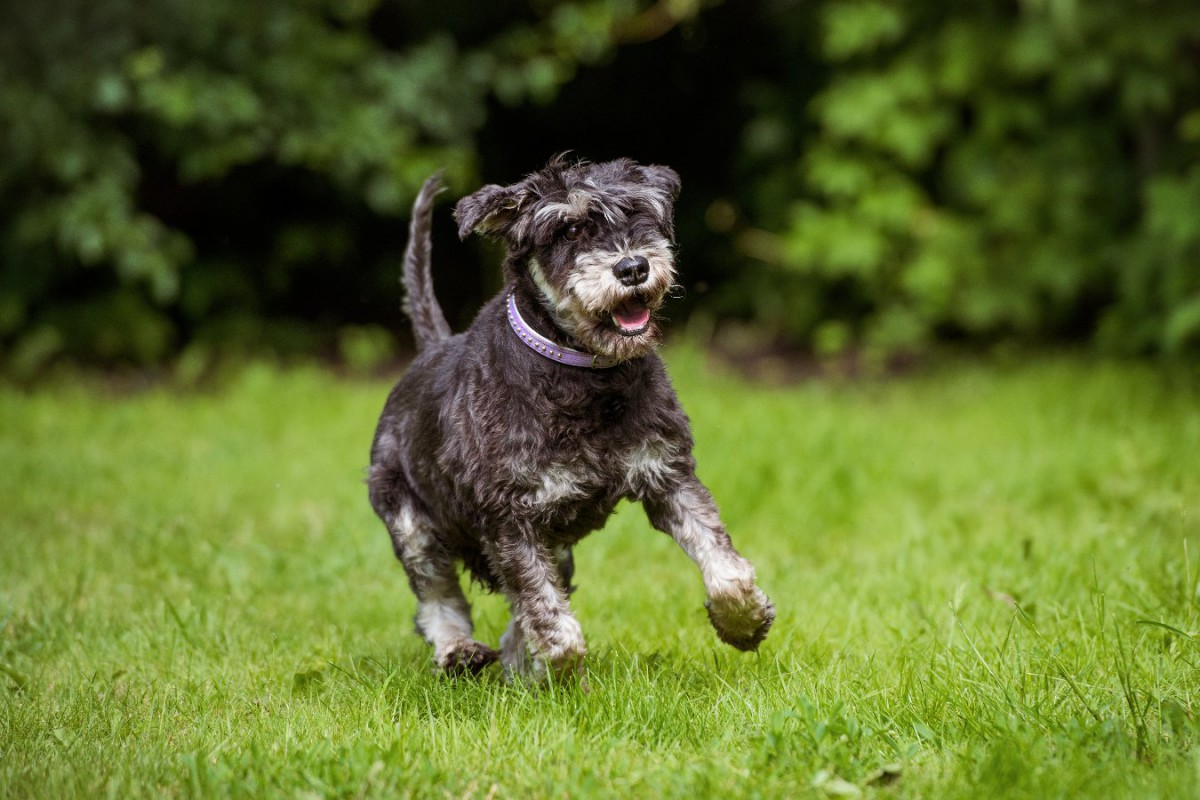 犬が歩く速度の低下は認知機能の低下と関連しているという研究結果