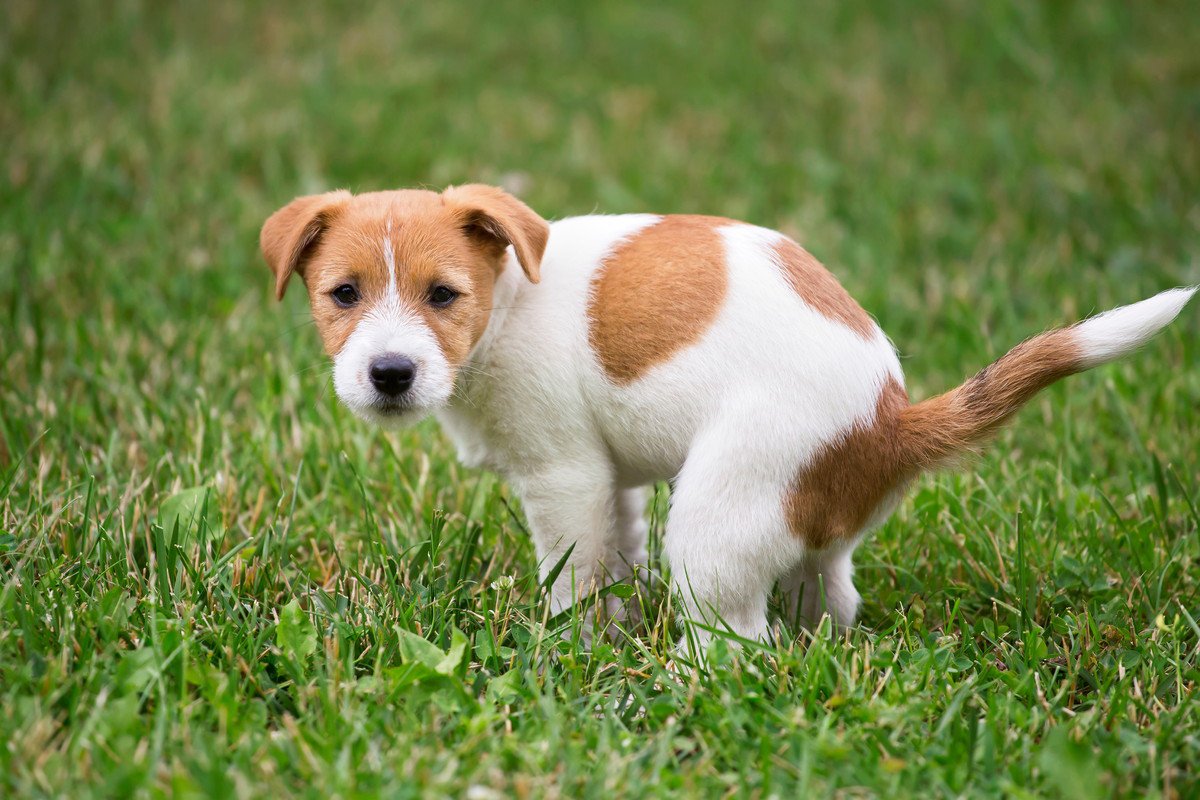 犬のウンチはどのくらいの量がベスト？不健康になっている時のサインは？