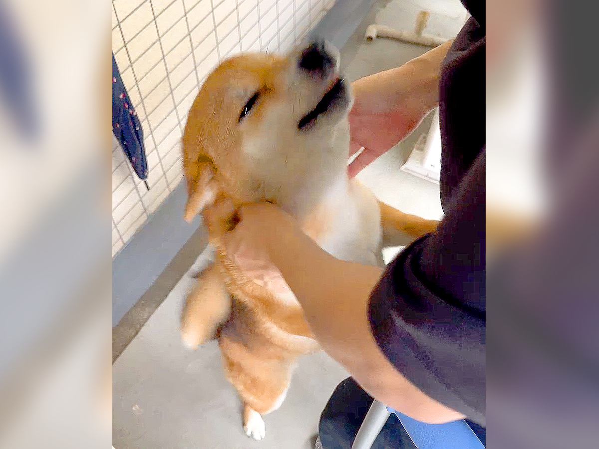 犬が『入院した家族と10日ぶりに会った』結果…予想を超える『尊い反応』に悶絶「喜び方すごい」「おかえりってするの可愛すぎ」と39万再生