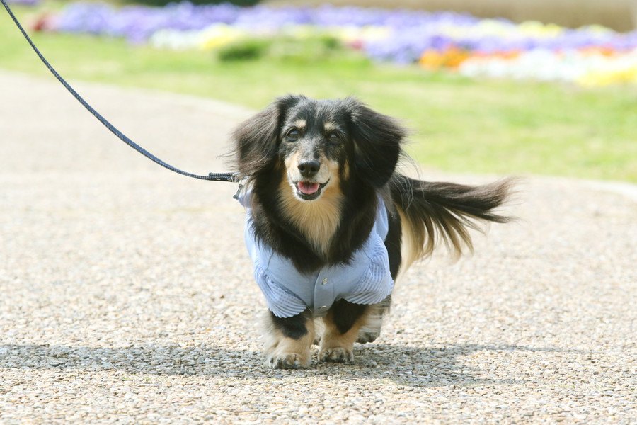 老犬に絶対してはいけない『散歩の仕方』４選！あなたは愛犬に無理をさせていませんか？