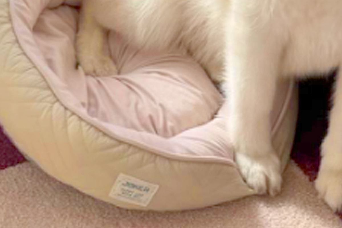 猫のために買った『小さなベッド』→なぜか大型犬が気に入って…サイズ感がバグっている『まさかの光景』が15万再生「爆笑ｗ」「傾いてて草」