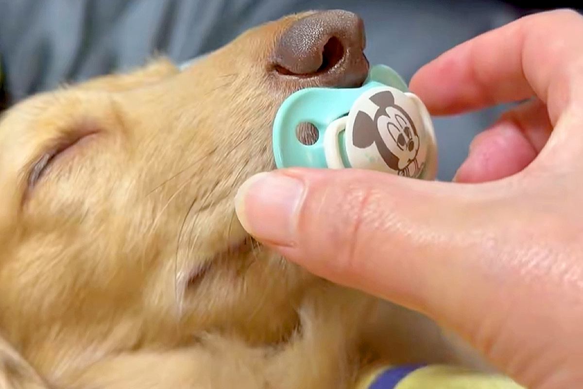 『おしゃぶり』をしながら眠る犬→回収しようとした結果…人間の赤ちゃんのような光景に2万いいね「赤子と同じｗｗ」「ちょっと可愛すぎんか」