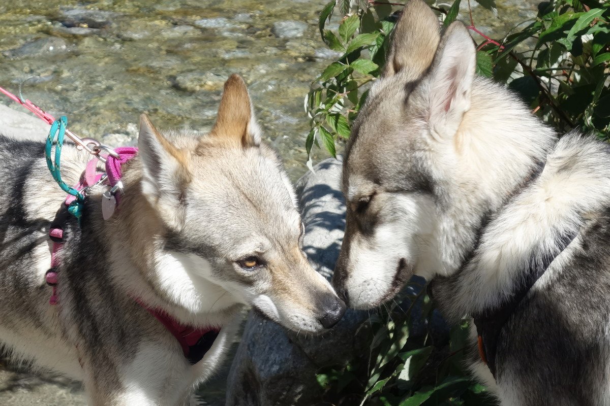 犬の散歩で『やってはいけないNG行為』とは？飼い主の行動が愛犬に悪影響をもたらすことも…