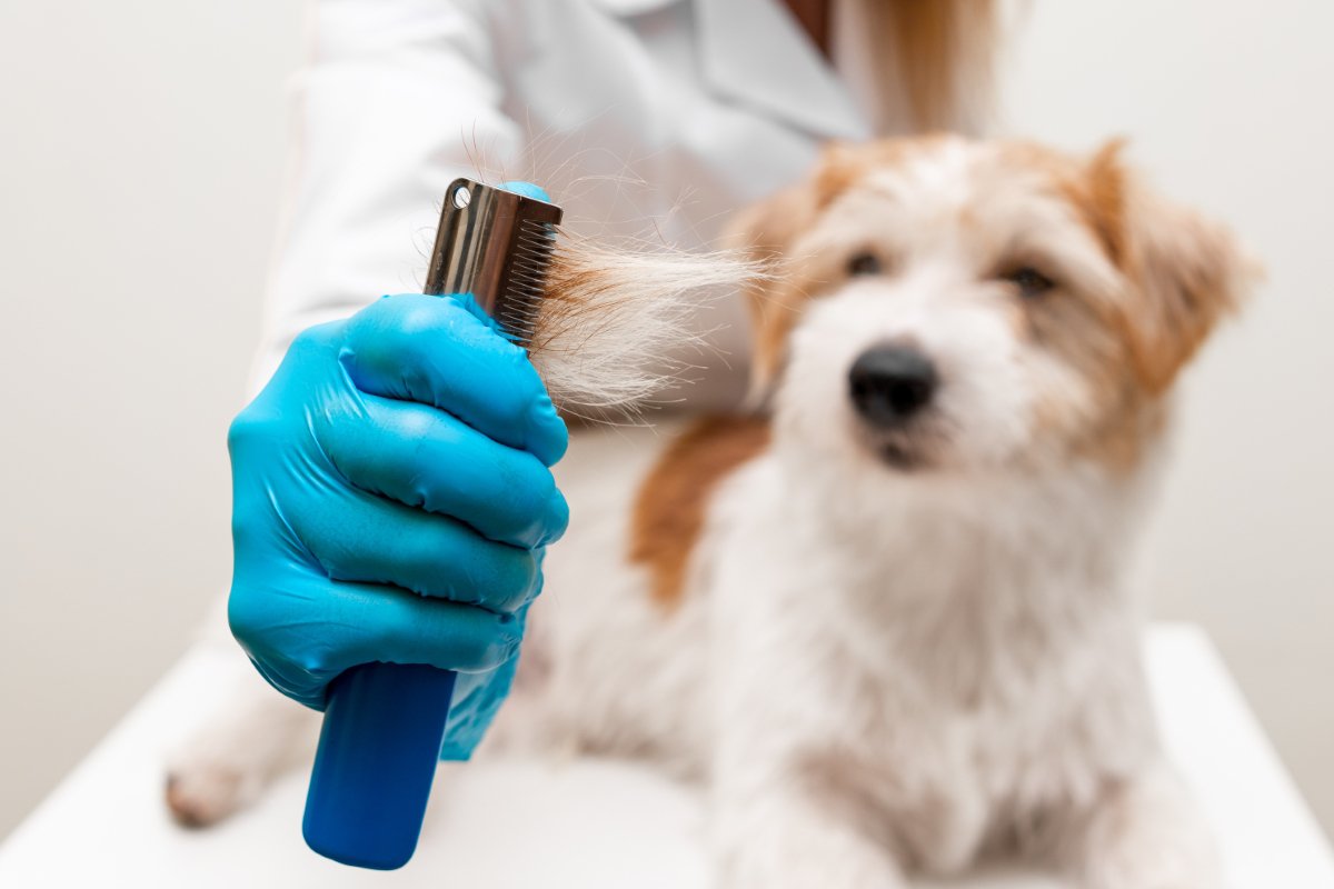 犬の『抜け毛が増えた』と感じたときの危険なサイン５選　主な原因まで解説