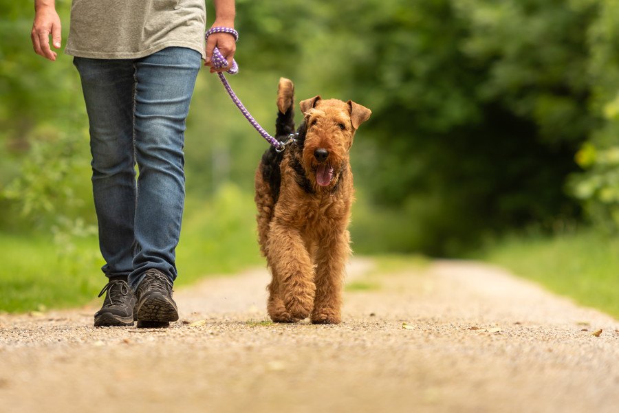 犬の『散歩時間』どのくらいがベスト？犬種別の目安や注意すべきポイントを解説