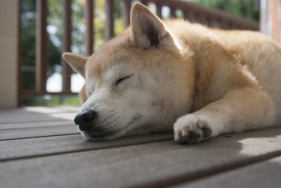 犬が飼い主から離れて寝るときの心理4つ