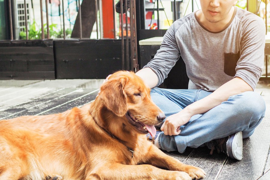 男性と女性、犬により好かれやすいのはどっち？なぜ？【研究結果】