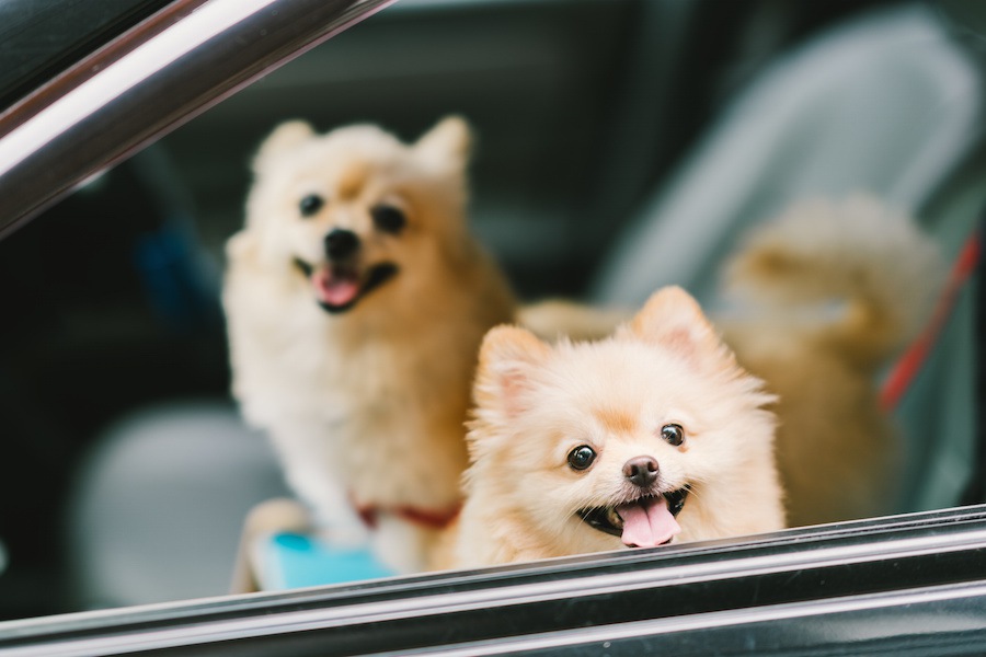 犬と車で安全にお出かけするためのポイント５つ