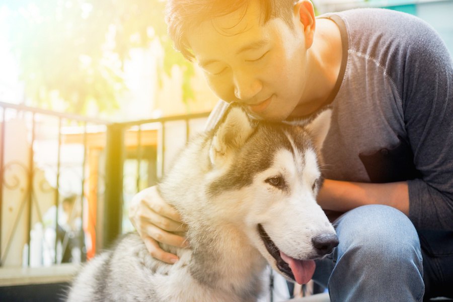 飼い主の心の状態と犬の分離不安には関連がある？【研究結果】