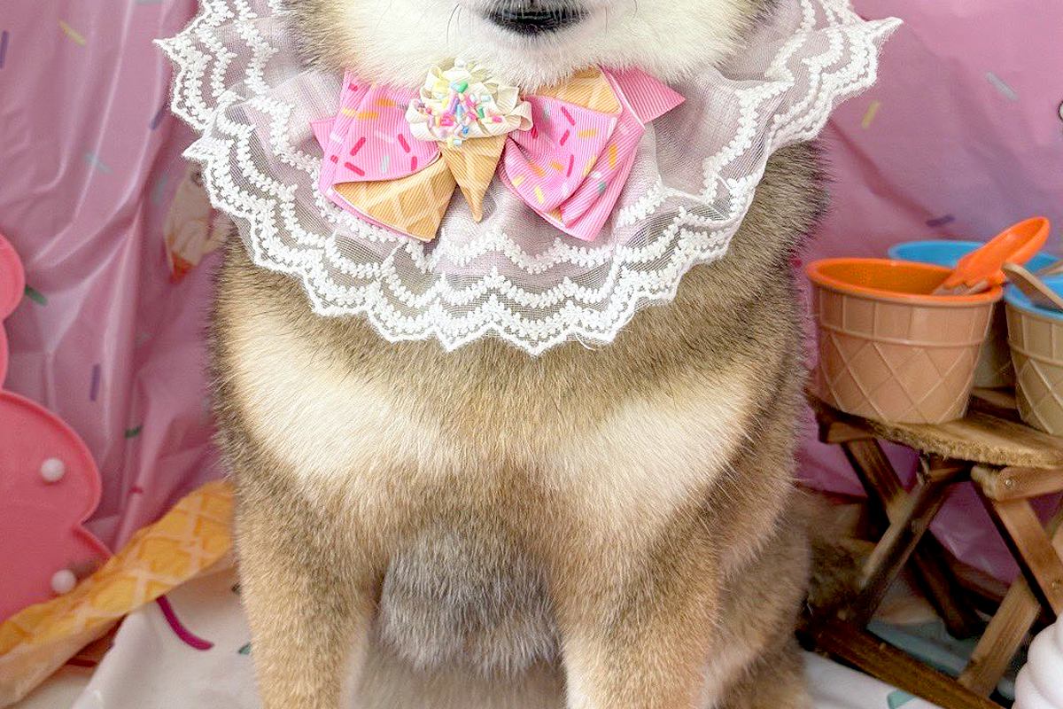 トリミングサロンで写真を撮ってもらった犬→確認すると、緊張していて…人の子供のような『表情』に絶賛「可愛くて声出た」「本当に同じ犬？ｗ」