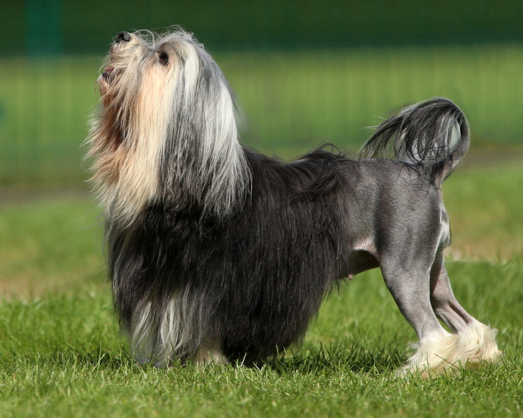 ローシェン｜犬種の特徴と性格、飼い方や価格相場まで解説