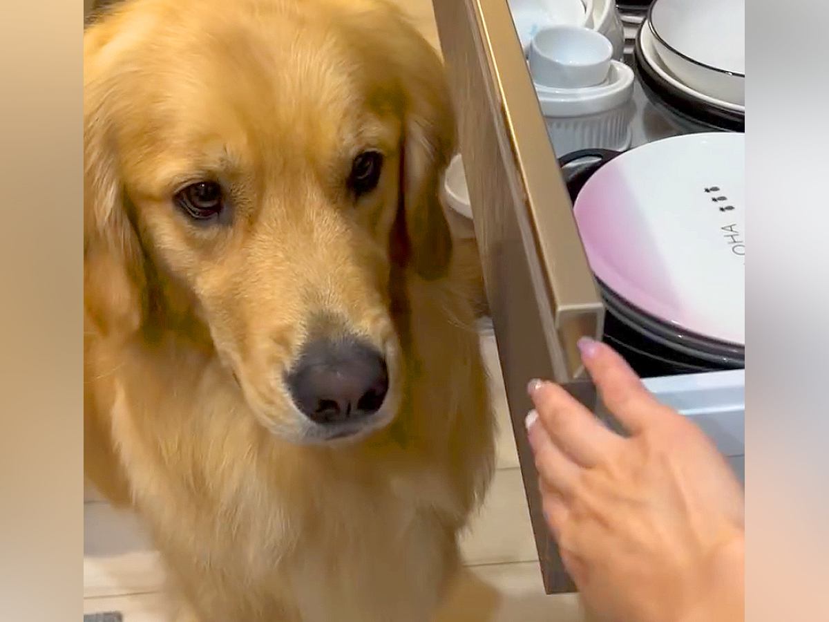 勝手に引き出しを開けてしまう大型犬…可愛い理由と『コントのようなやり取り』が６万再生「絶対に諦めないの可愛いｗ」「とても賢い笑」と反響