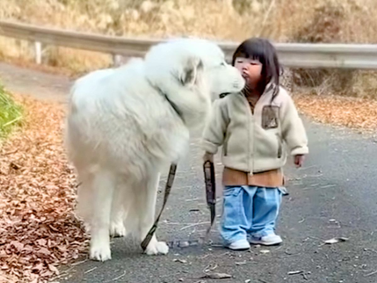 お散歩中、2歳の女の子が『超大型犬にチューを求めた』結果…あまりにも尊い『まさかの神対応』が139万再生　相思相愛な光景に思わずほっこり