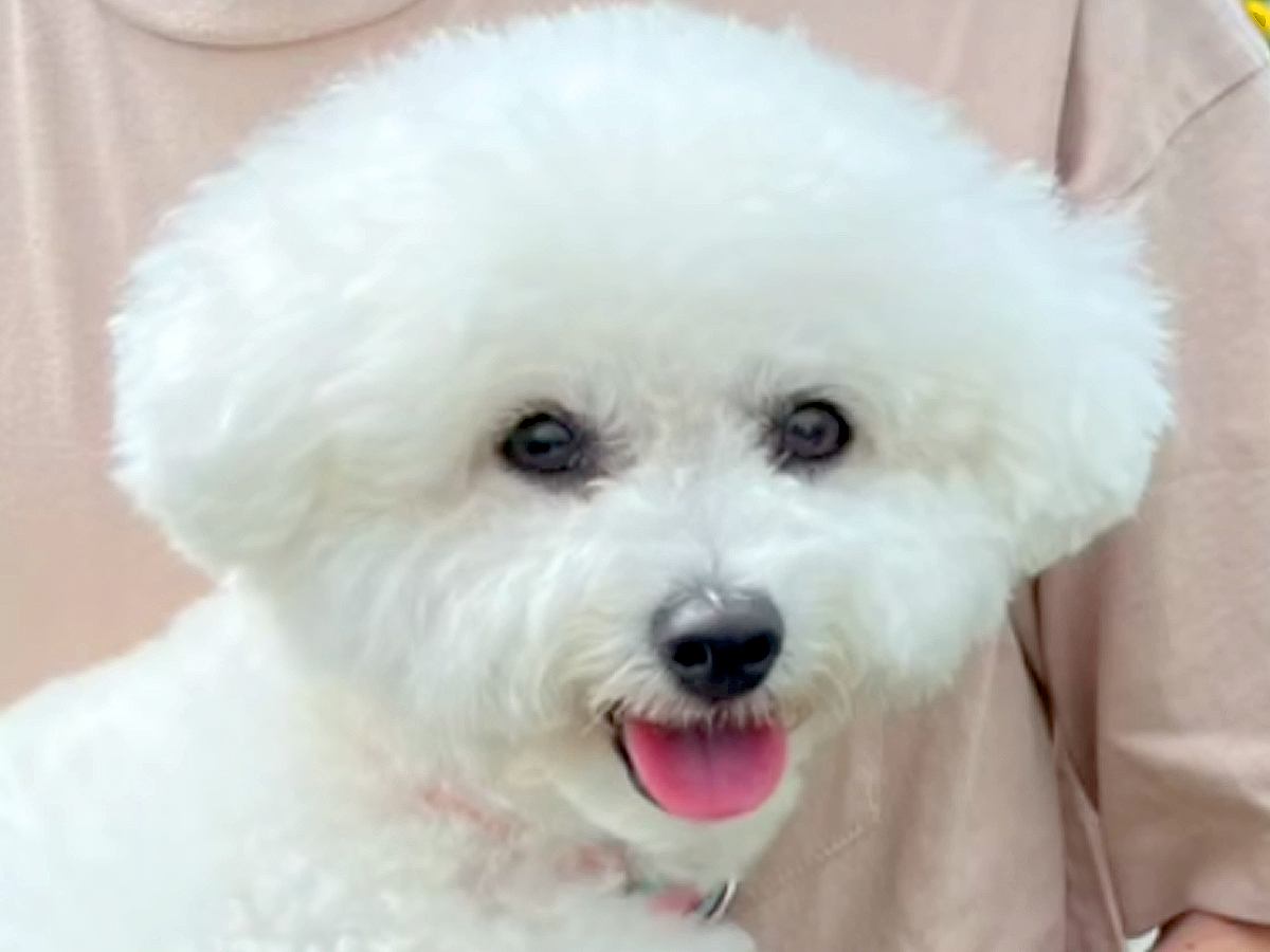 いつもは飼い主と仲良しな犬→彼氏が来ると…辛辣な『あからさますぎる態度の違い』が47万再生「好みが一緒ってことｗ」「どっちもかわいい」