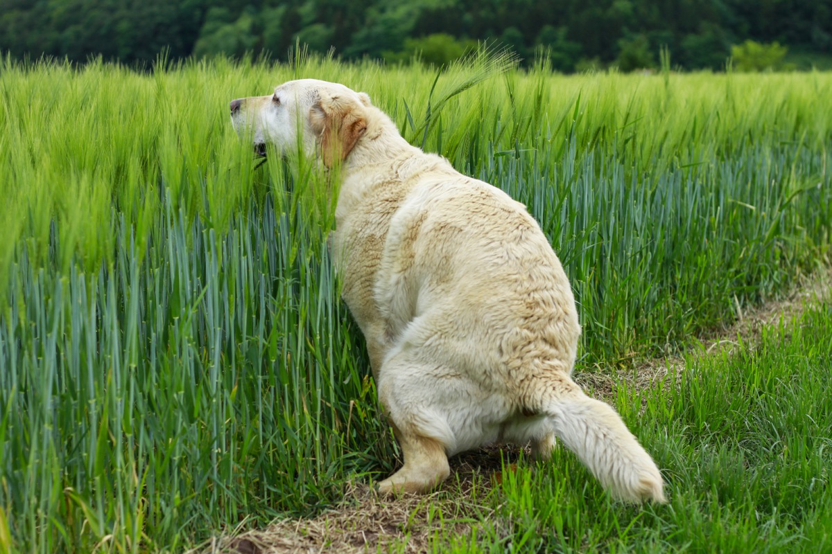 放置できない犬の便秘、その原因と対処法