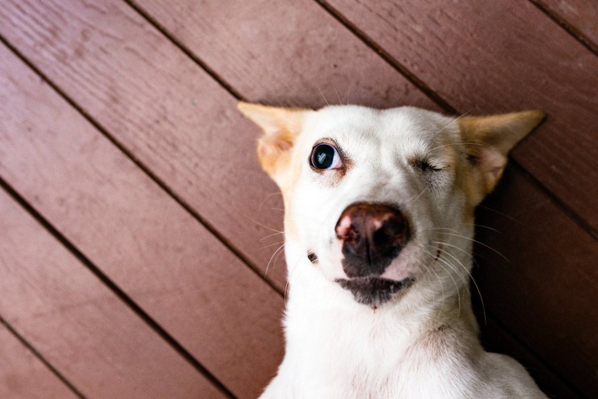 犬は普段、何を考えて暮らしているの？1日を通しての心理を考えてみた