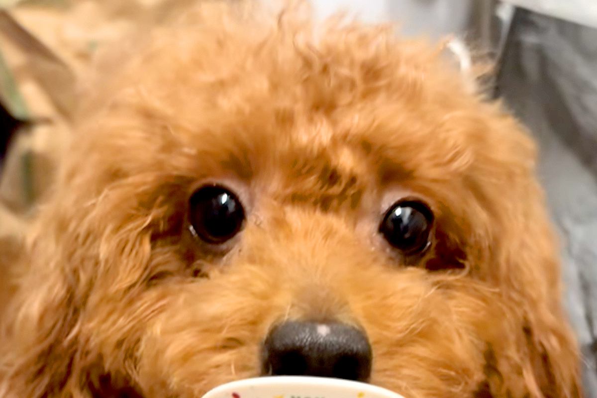 犬が『マザーズバッグ』を漁っていたので見に行った結果→赤ちゃん用の『おしゃぶり』を…怒るに怒れない光景が133万再生「似合いすぎｗｗ」