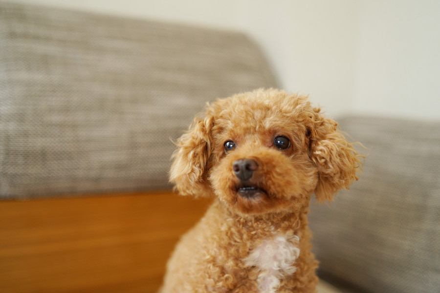 犬が亡くなるかもしれない『危険な留守番方法』５選　怪我のリスクや起こり得るトラブルとは？