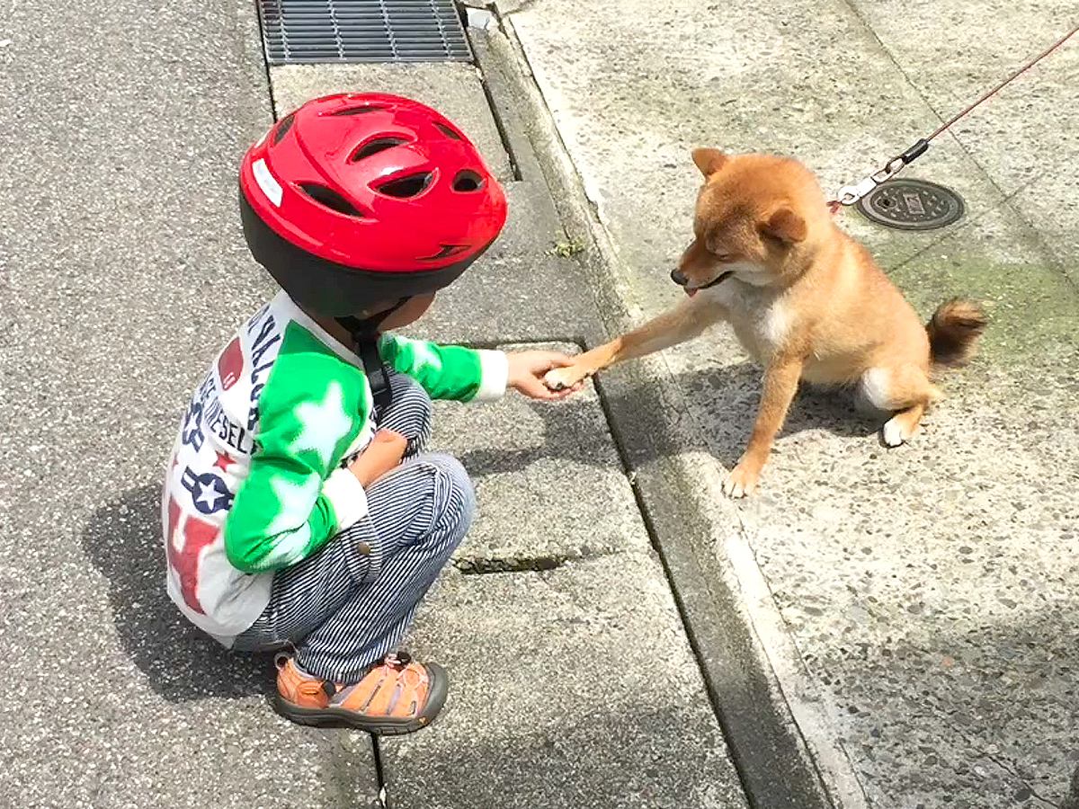 どんな犬にも好かれる男の子の『10年後』…愛が溢れる光景に107万再生の反響「優しい人ってわかってる」「犬は人を選ぶって言うもんね」