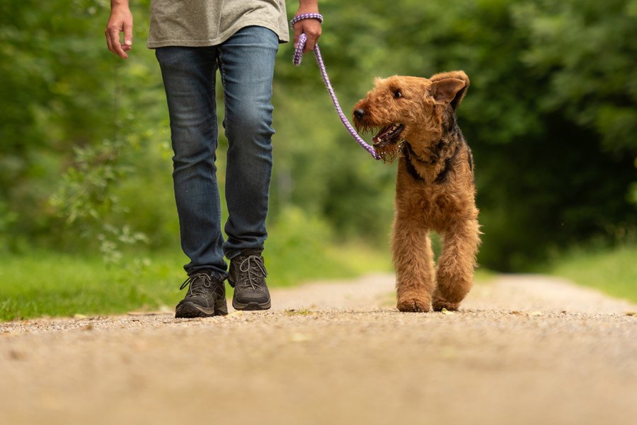 犬の散歩から帰った時にしてはいけないNG行為４選