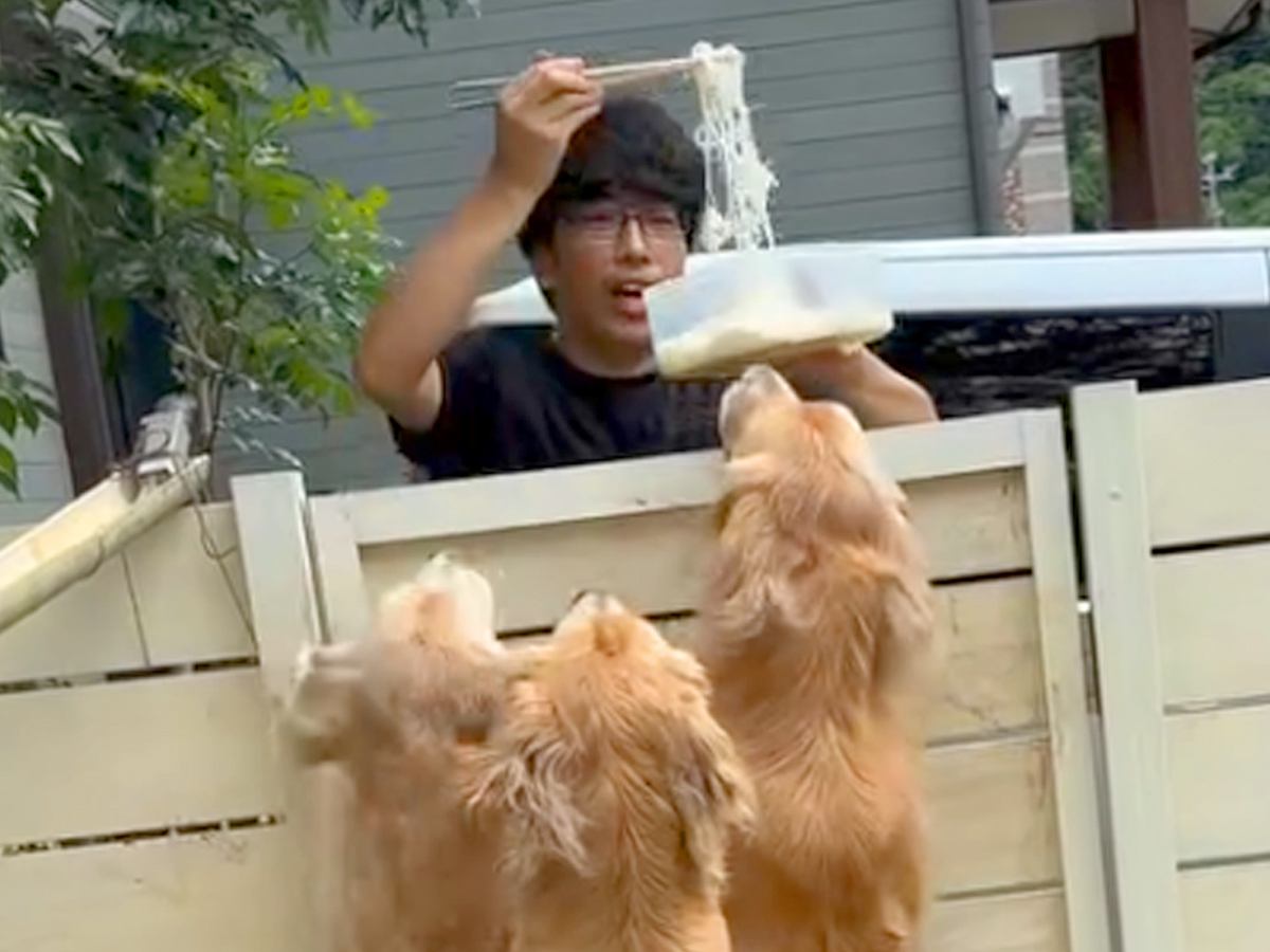 大型犬3頭が『流しそうめん』に挑戦した結果…まさかの『ハチャメチャすぎる光景』に爆笑続々「勢いすごいｗ」「ちょっとした滝行」と5万再生