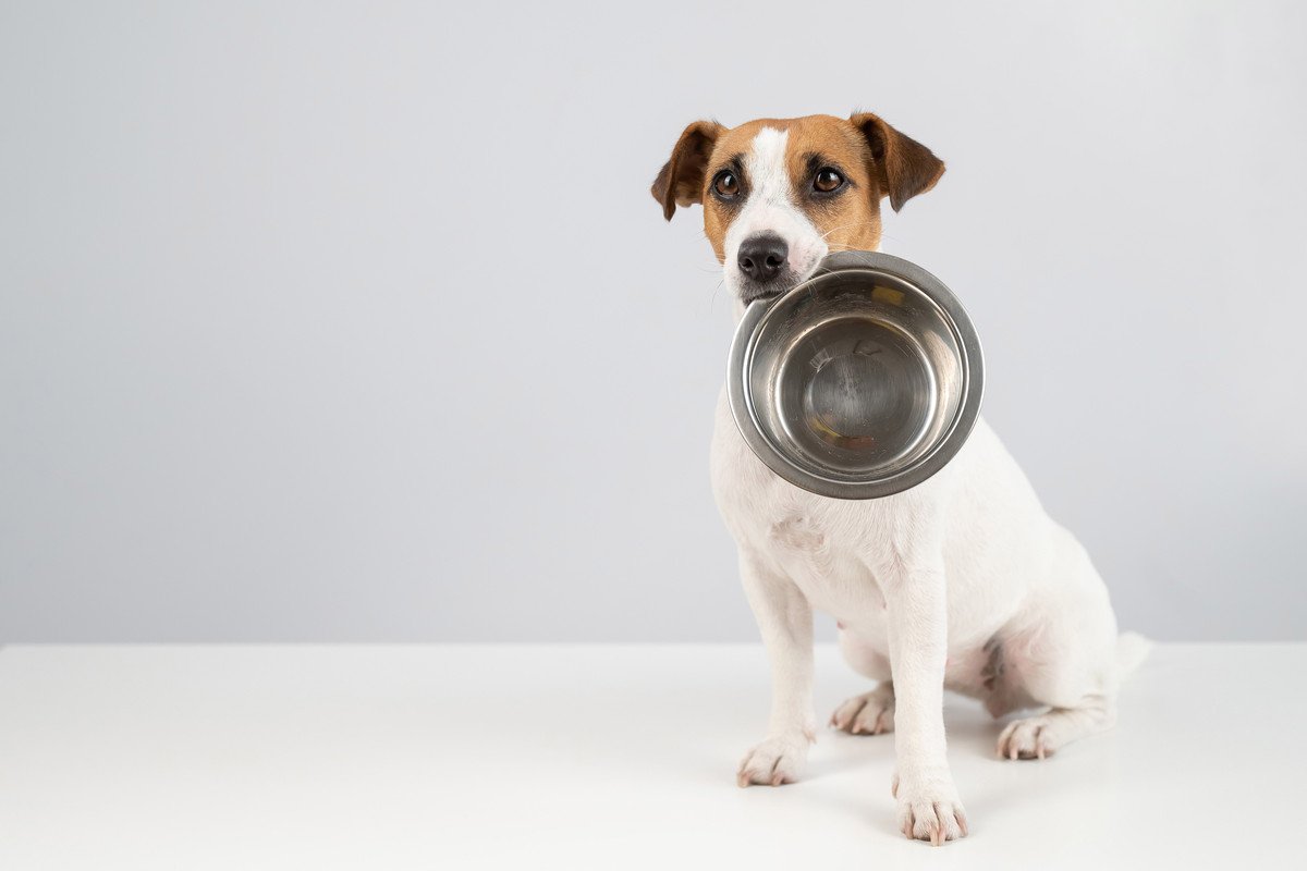 犬がご飯の後に『おかわりください』と伝えているサイン4選　かわいいからと言って与えすぎはNG！