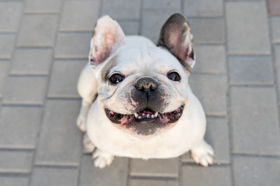 これをされたらたまらない♡キュンとしちゃう犬の仕草４選