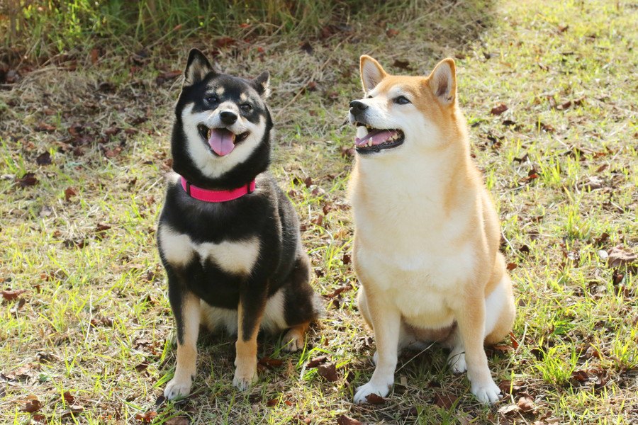 犬友との付き合い方のポイント４つ