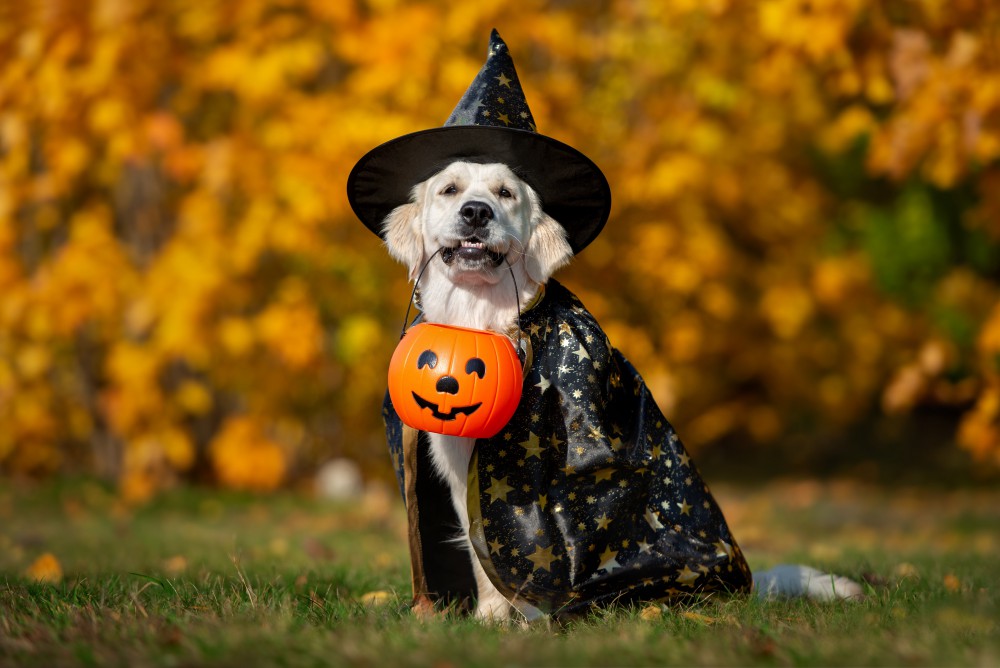 ハッピーハロウィン！わんちゃんと過ごす怪しい1日