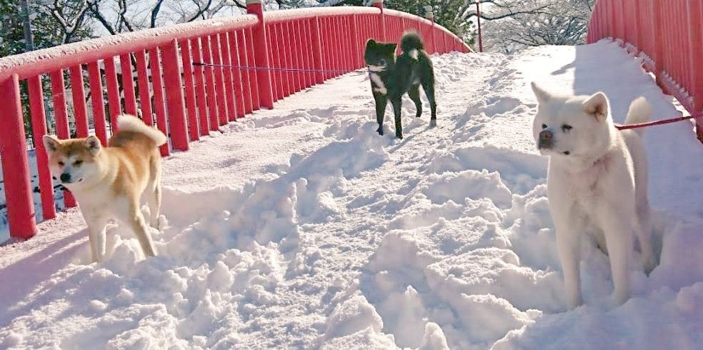 「通りたければ我々を倒してゆけ！」立ちはだかる秋田犬たちが大人気♡