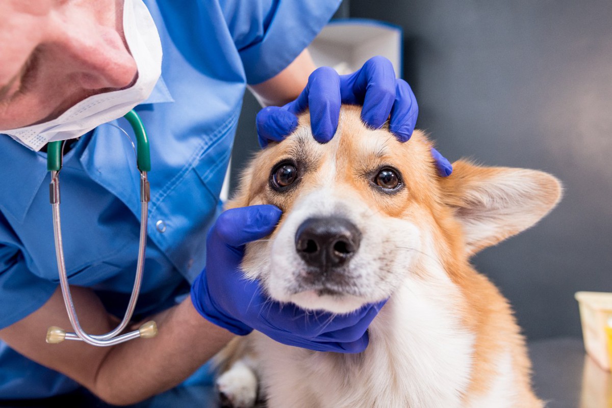 犬が失明する可能性のある『目の病気』5選　危険な症状と取り入れるべき予防策とは