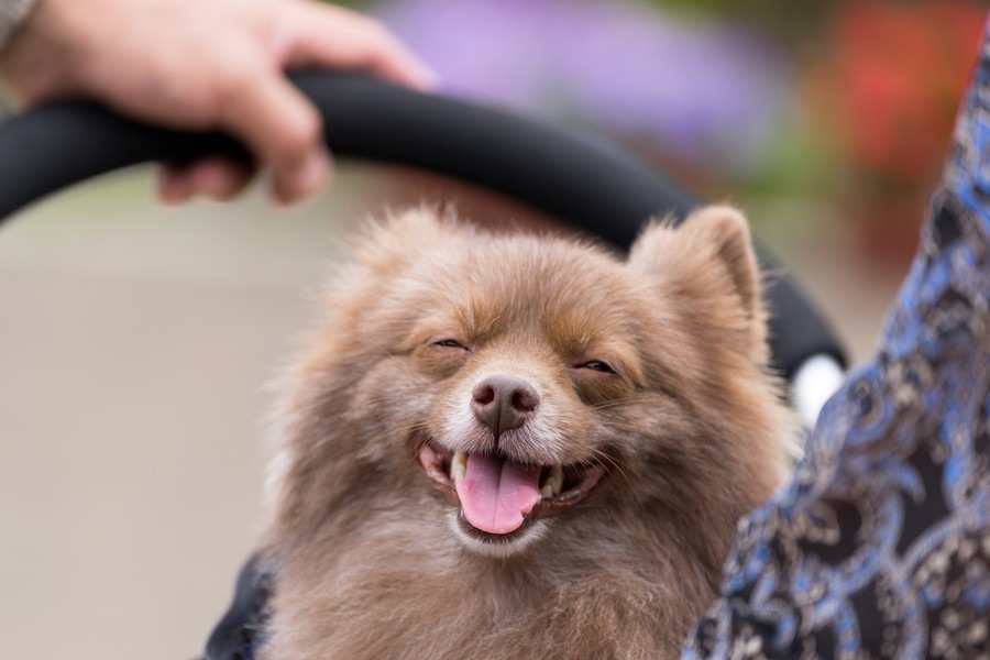 これも原因なの？！日常に潜む犬の悪性リンパ腫の原因３つ