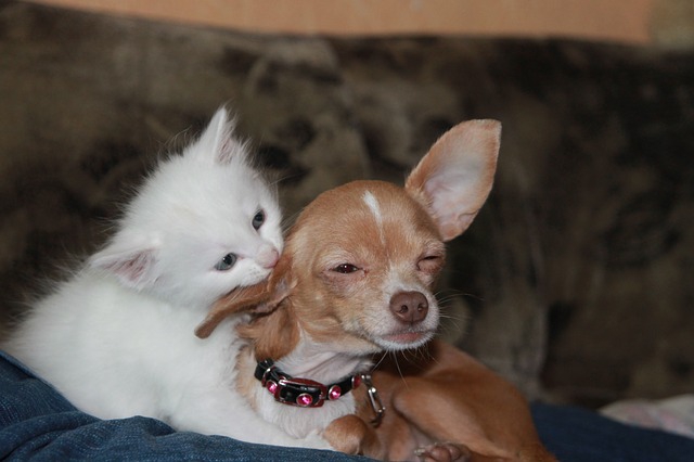 飼育の手間やしつけが原因？犬人気が低下して猫人気が上昇しているわけ