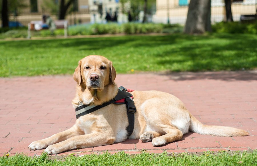 PTSDの介助犬の重要なタスクとは？治療方法となる？