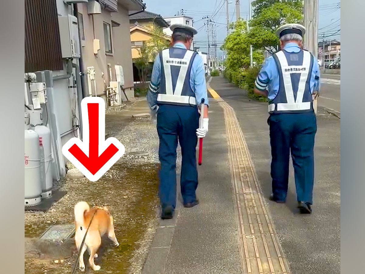 交通指導隊員をするお父さん→朝の散歩で犬が着いていった結果…思わず癒される『尊いやり取り』が34万再生「犬のお巡りさん」「可愛い」と反響